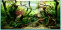 Beautiful freshwater aquascape with live aquarium plants