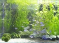 Beautiful freshwater planted aquarium