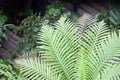Beautiful fresness Blechnum gibbum or Dwarf Tree fern in the gar Royalty Free Stock Photo