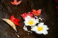 Beautiful Fried Egg Tree flowers and red Maple leaves on a stream Royalty Free Stock Photo