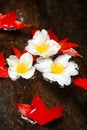 Beautiful Fried Egg Tree flowers and red Maple leaves on a stream Royalty Free Stock Photo