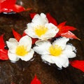 Beautiful Fried Egg Tree flowers and red Maple leaves on a stream Royalty Free Stock Photo