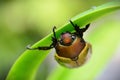 On the foliage a beautiful beetle Pelidnota punctata hiding from the rain