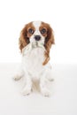 Beautiful friendly cavalier king charles spaniel dog. Purebred canine trained dog puppy. Blenheim spaniel dog puppy with