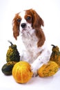 Beautiful friendly cavalier king charles spaniel dog. Purebred canine trained dog puppy. Blenheim spaniel dog puppy with