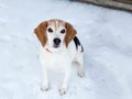 Beautiful friendly-looking Beagle sitting on snow-covered sidewalk