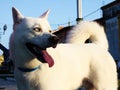 Beautiful and friendly Siberian Husky