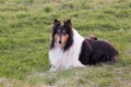 Beautiful friendly tri-colored long-haired collie lying down in grass contentedly