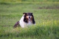 Beautiful friendly tri-colored long-haired collie lying down in grass contentedly