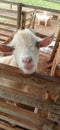 A beautiful friendly white goat, adopted by a bio park that receives animals for mistreatment and that for some reason could not