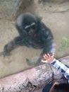 The beautiful friendship between a small child and a Javanese gibbon that is blocked by glass