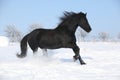 Beautiful friesian with flying mane in the snow