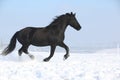 Beautiful friesian with flying mane in the snow