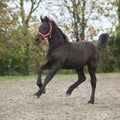 Beautiful friesian foal running on sand in autumn Royalty Free Stock Photo