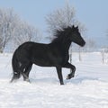 Beautiful friesian mare with mane running in snow