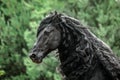 Beautiful friesian stallion black horses