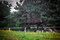 Black Friesian stallion Royalty Free Stock Photo