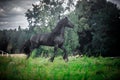 Black Friesian stallion Royalty Free Stock Photo