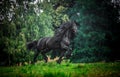 Black Friesian stallion Royalty Free Stock Photo