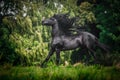 Black Friesian stallion Royalty Free Stock Photo