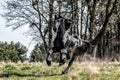 Beautiful black friesian stud stallion