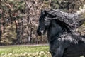 Beautiful black friesian stud stallion