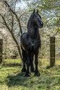 Beautiful black friesian stud stallion