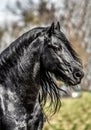 Beautiful black friesian stud stallion