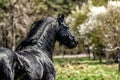 Beautiful black friesian stud stallion