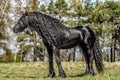 Beautiful black friesian stud stallion