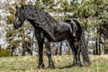 Beautiful black friesian stud stallion