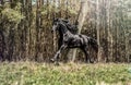 Beautiful black friesian stud stallion