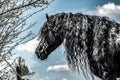 Beautiful black friesian stud stallion