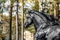 Beautiful black friesian stud stallion