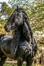 Beautiful black friesian stud stallion