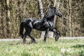 Beautiful black friesian stud stallion