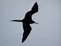 Beautiful Frigatebird Fregatidae flying on a cloudy sky Royalty Free Stock Photo