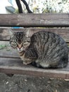 frightened gray cute cat sits on a bench in the park in a sunny cozy park