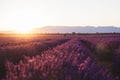 Beautiful purple lavender fields at sunset in provence, France, place for text Royalty Free Stock Photo