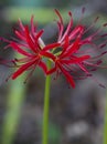 Fancy Red Spider Lily Blossoms - Lycoris radiata