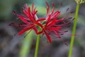 Fancy Red Spider Lily Blossoms - Lycoris radiata