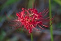 Fancy Red Spider Lily Blossoms - Lycoris radiata