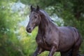 Beautiful frisian horse Royalty Free Stock Photo