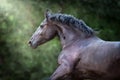 Beautiful frisian horse