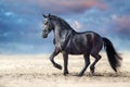 Beautiful frisian stallion dressage