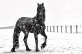 Beautiful frisian stallion portrait in the snow Royalty Free Stock Photo