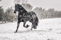 Beautiful frisian stallion portrait in the snow Royalty Free Stock Photo