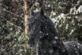 Beautiful frisian stallion portrait in the snow