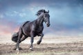 Beautiful frisian stallion run