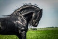 A beautiful Frisian stallion running free.